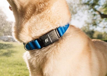 Découvrez le collier GPS pour chiens Fi&rsquo;s Series 3+ : Détection du comportement grâce à l&rsquo;IA révolutionnaire !