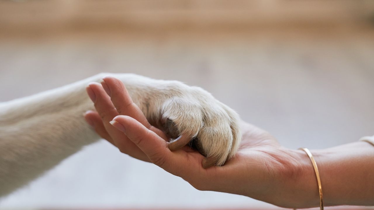 Découvrez l&rsquo;Antispécisme : Définition, Histoire et Impact Révélateur sur notre Société!