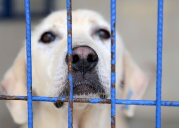 Voici un titre légèrement putaclic SEO basé sur votre demande :
« Découvrez les 5 races de chiens les plus abandonnées : le choc des chiffres ! »