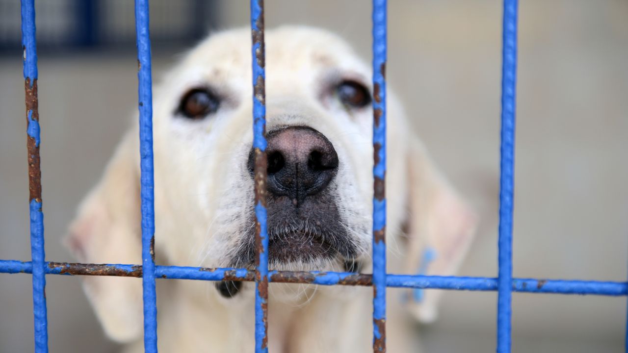 Voici un titre légèrement putaclic SEO basé sur votre demande :

« Découvrez les 5 races de chiens les plus abandonnées : le choc des chiffres ! »