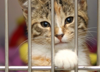 Voici un titre légèrement putaclic et optimisé pour le SEO :
« Découvrez les 5 races de chats que personne ne veut adopter à la SPA ! »