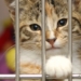 Voici un titre légèrement putaclic et optimisé pour le SEO :

« Découvrez les 5 races de chats que personne ne veut adopter à la SPA ! »