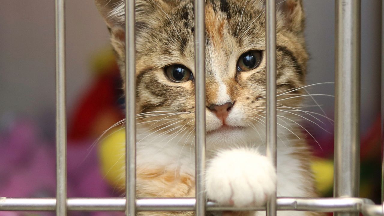 Voici un titre légèrement putaclic et optimisé pour le SEO :

« Découvrez les 5 races de chats que personne ne veut adopter à la SPA ! »