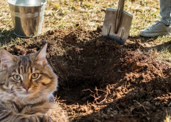Peut-on vraiment enterrer son chien ou son chat dans le jardin ? Découvrez la vérité !