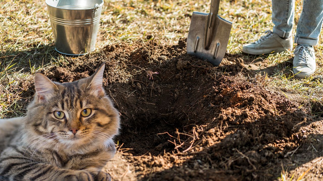 Peut-on vraiment enterrer son chien ou son chat dans le jardin ? Découvrez la vérité !