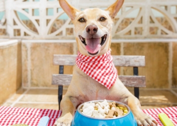 Voici un titre putaclic optimisé pour le SEO : "Découvrez Les Secrets Pour Offrir Le Meilleur à Votre Chien : Guide Ultime Pour Son Bonheur !"