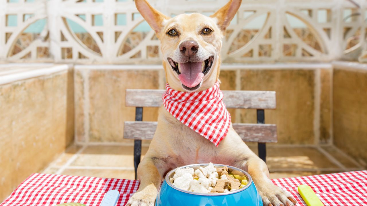 Voici un titre putaclic optimisé pour le SEO : "Découvrez Les Secrets Pour Offrir Le Meilleur à Votre Chien : Guide Ultime Pour Son Bonheur !"