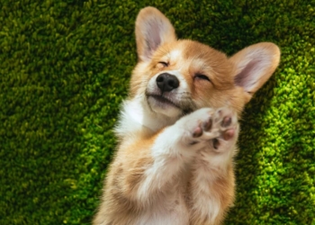 Découvrez comment un chien transforme votre quotidien : les avantages insoupçonnés !
