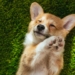 Découvrez comment un chien transforme votre quotidien : les avantages insoupçonnés !