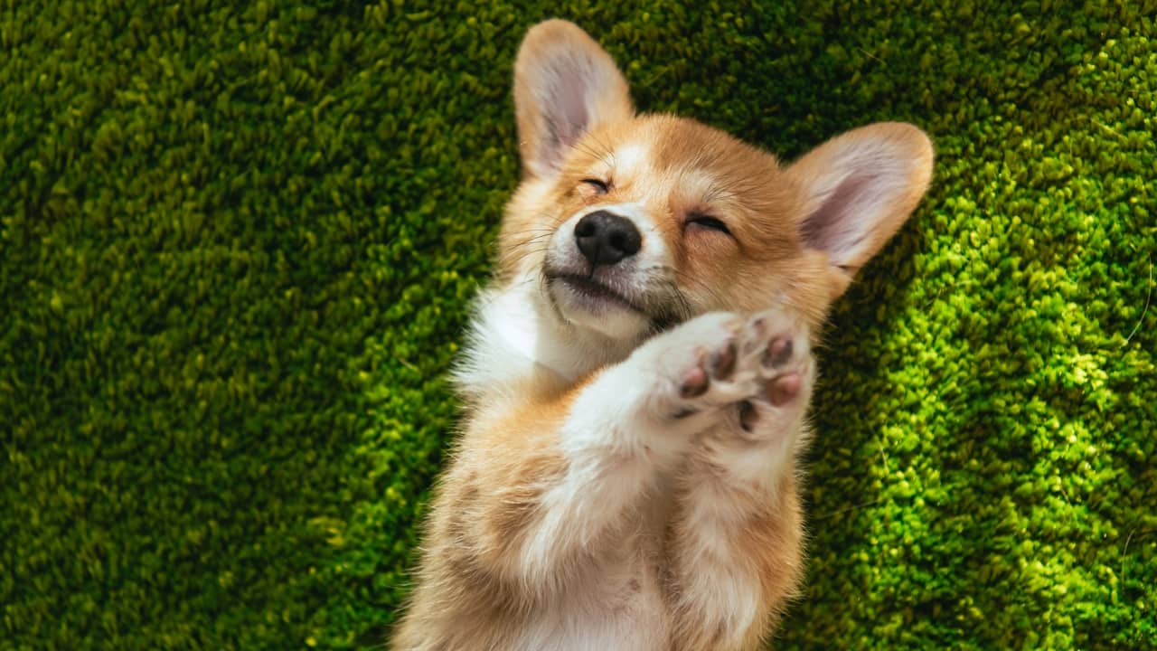 Découvrez comment un chien transforme votre quotidien : les avantages insoupçonnés !