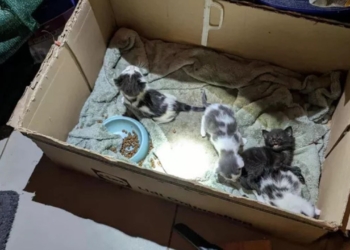 28 Chats Retrouvés Dans un Congélateur : Une Découverte Choc Dans le Sud de la France
