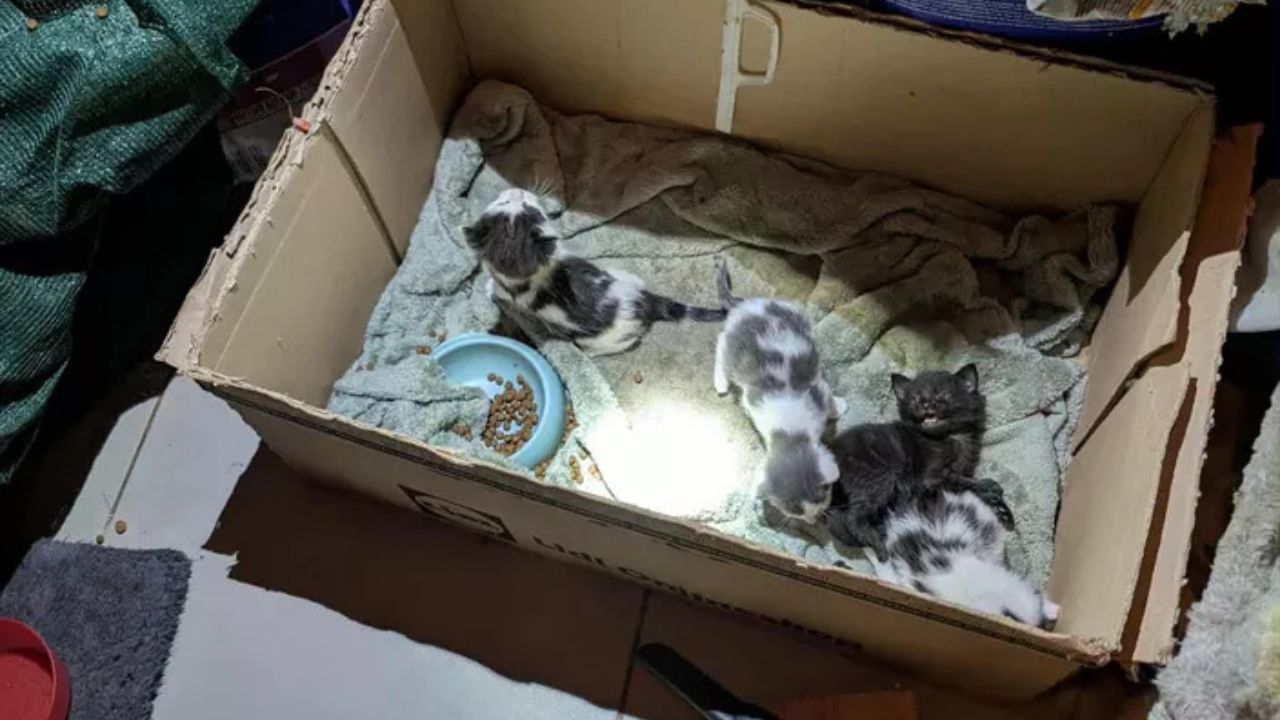 28 Chats Retrouvés Dans un Congélateur : Une Découverte Choc Dans le Sud de la France