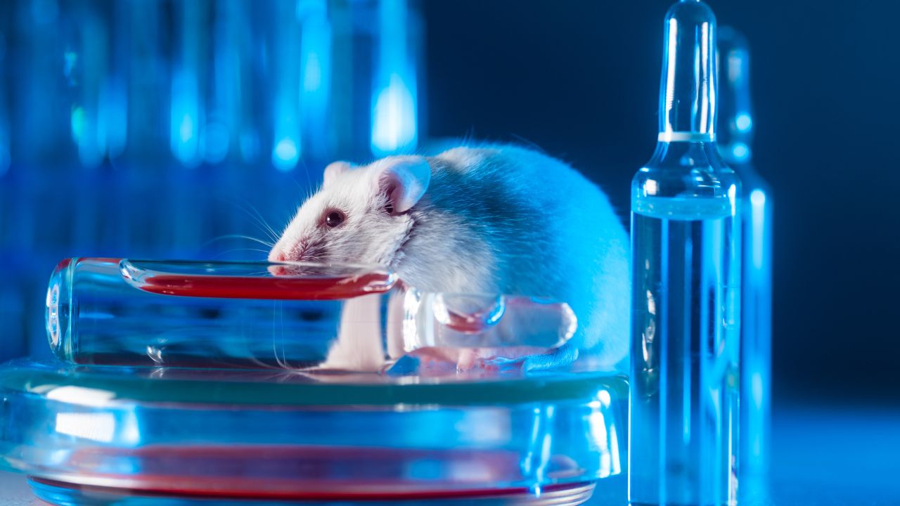 Découvrez Pourquoi les Souris de Laboratoire sont Indispensables pour les Expériences Scientifiques