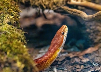 Découvrez les 10 Meilleurs Sites Pour Dénicher des Accessoires de Terrariophilie à Prix Mini !