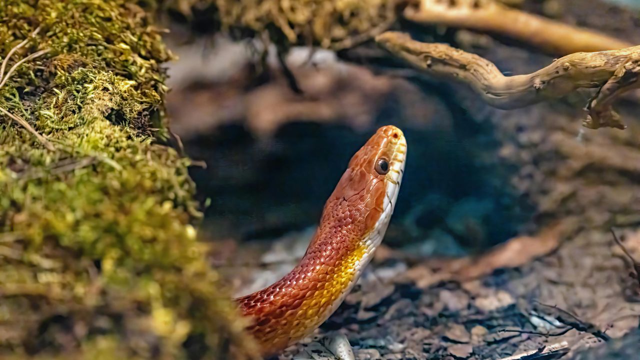Découvrez les 10 Meilleurs Sites Pour Dénicher des Accessoires de Terrariophilie à Prix Mini !