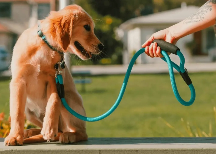 Découvrez les 5 erreurs fatales à éviter absolument avec votre chien !
