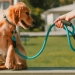 Découvrez les 5 erreurs fatales à éviter absolument avec votre chien !