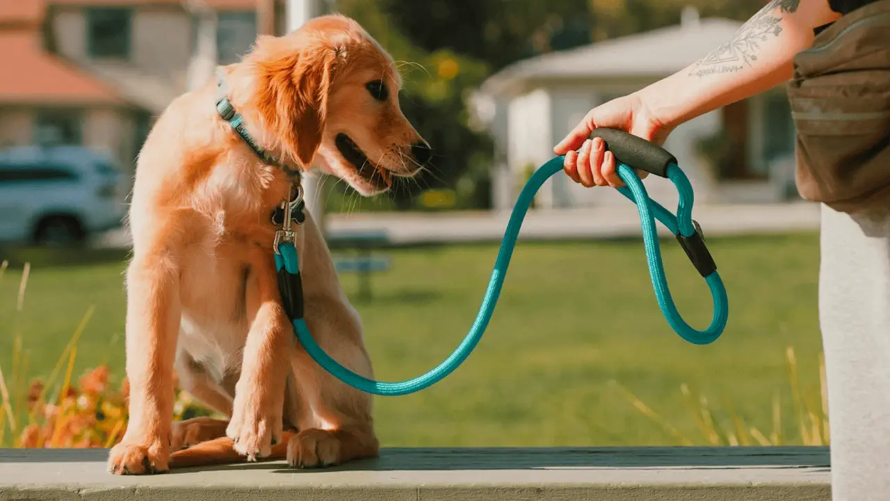 Découvrez les 5 erreurs fatales à éviter absolument avec votre chien !