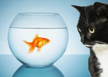Découvrez si votre chat peut s’entendre avec d’autres animaux domestiques : conseils et astuces indispensables !
