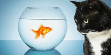 Découvrez si votre chat peut s&rsquo;entendre avec d&rsquo;autres animaux domestiques : conseils et astuces indispensables !