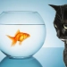 Découvrez si votre chat peut s&rsquo;entendre avec d&rsquo;autres animaux domestiques : conseils et astuces indispensables !