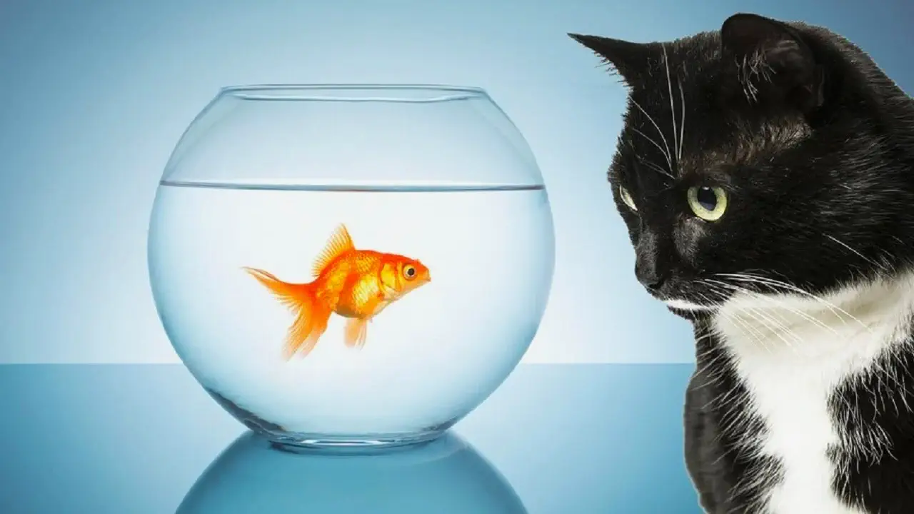 Découvrez si votre chat peut s&rsquo;entendre avec d&rsquo;autres animaux domestiques : conseils et astuces indispensables !