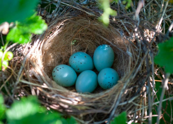 Découvrez ces oiseaux fascinants qui produisent des œufs bleu turquoise éblouissants !