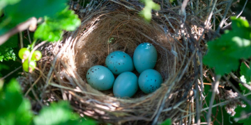 Découvrez ces oiseaux fascinants qui produisent des œufs bleu turquoise éblouissants !