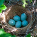 Découvrez ces oiseaux fascinants qui produisent des œufs bleu turquoise éblouissants !