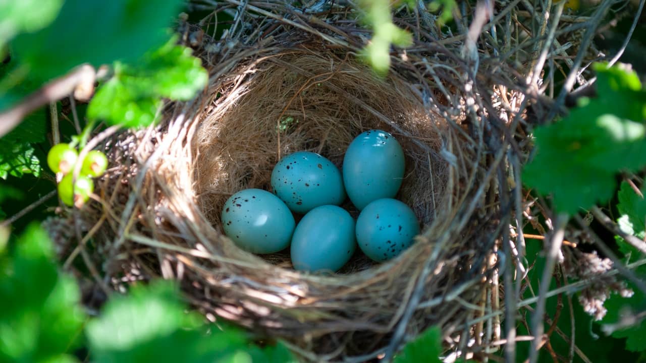 Découvrez ces oiseaux fascinants qui produisent des œufs bleu turquoise éblouissants !