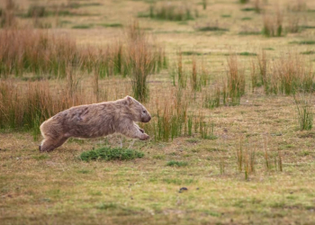 Découvrez le Mystère des Crottes Cubiques des Wombats : Une Étrange Évolution !