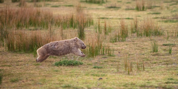 Découvrez le Mystère des Crottes Cubiques des Wombats : Une Étrange Évolution !
