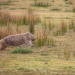 Découvrez le Mystère des Crottes Cubiques des Wombats : Une Étrange Évolution !