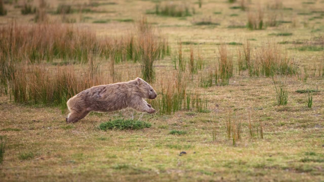 Découvrez le Mystère des Crottes Cubiques des Wombats : Une Étrange Évolution !