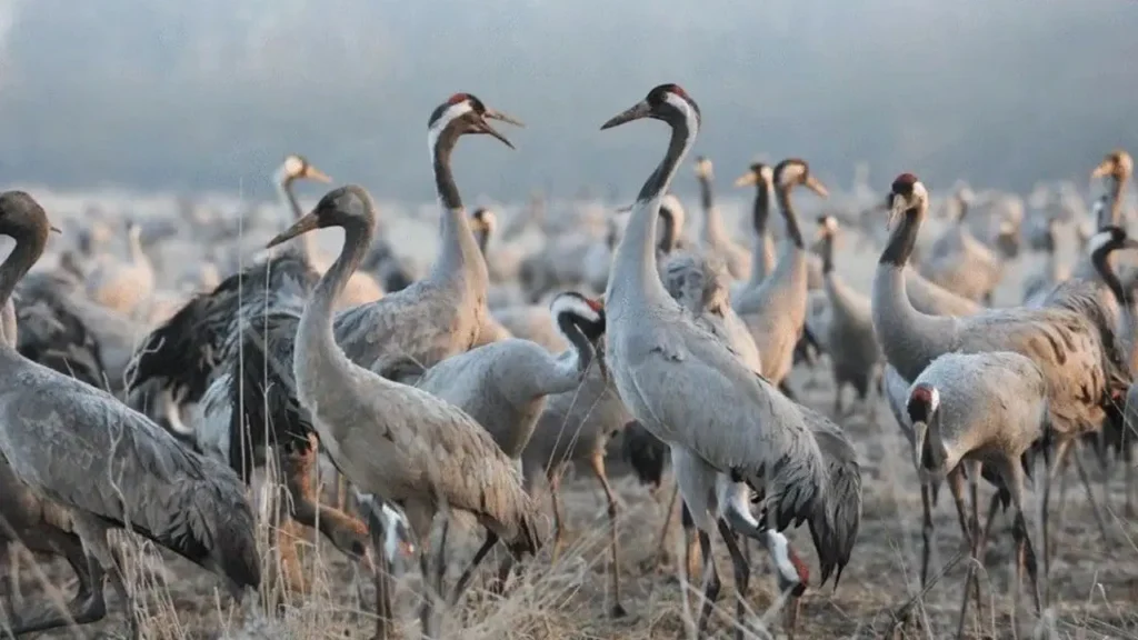 Grues cendrées : migration 2026, lac du Der et grippe aviaire