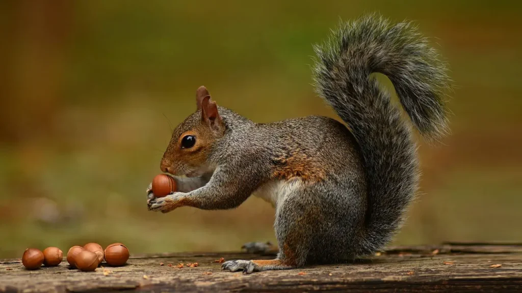 Pourquoi les écureuils oublient leurs noisettes (et plantent des forêts)