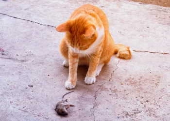 Voici un titre légÚrement putaclic et optimisé pour le SEO :
"Découvrez les Méthodes Infaillibles pour Réduire Vos Chasses : Pourquoi et Comment Agir DÚs Maintenant !"