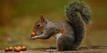 Découvrez pourquoi les écureuils oublient leurs noisettes et comment ils contribuent à reboiser nos forêts !