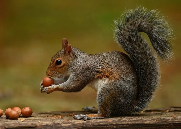 Découvrez pourquoi les écureuils oublient leurs noisettes et comment ils contribuent à reboiser nos forêts !