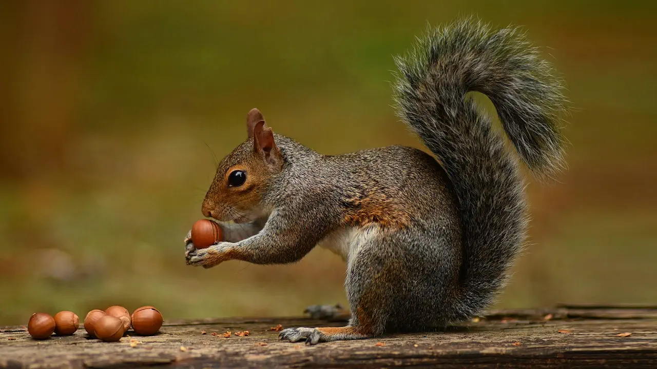 Découvrez pourquoi les écureuils oublient leurs noisettes et comment ils contribuent à reboiser nos forêts !