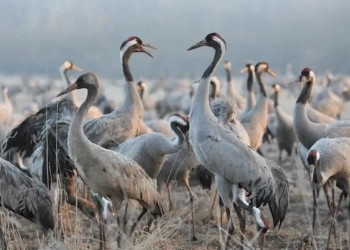 Découvrez comment la migration 2026 au Lac du Der est impactée par la grippe aviaire : ce que vous devez savoir !