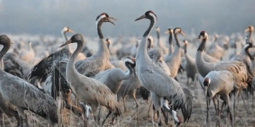 Découvrez comment la migration 2026 au Lac du Der est impactée par la grippe aviaire : ce que vous devez savoir !