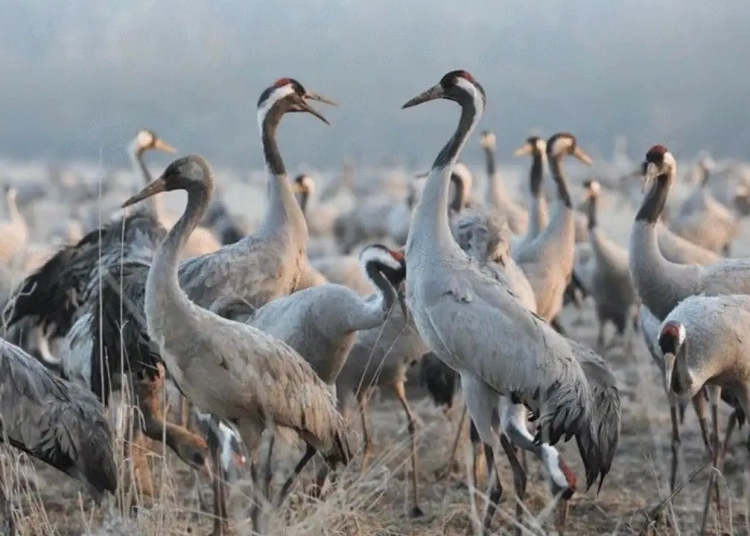 Découvrez comment la migration 2026 au Lac du Der est impactée par la grippe aviaire : ce que vous devez savoir !